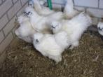 gebaarde zijdehoender hanen, Dieren en Toebehoren, Pluimvee, Mannelijk, Kip
