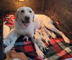 Labrador pups, Dieren en Toebehoren, Honden | Retrievers, Spaniëls en Waterhonden, 8 tot 15 weken, Labrador retriever, Meerdere