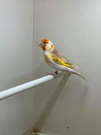 Majoor putter, Dieren en Toebehoren, Vogels | Overige Vogels, Vrouwelijk, Wildzangvogel
