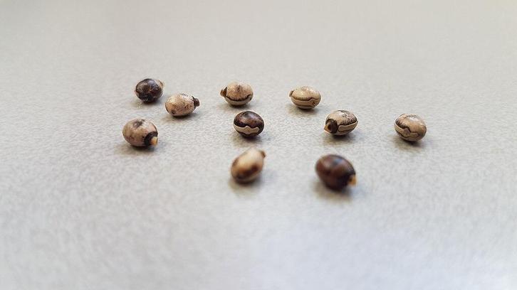 Eitjes Australische Flappentak, Dieren en Toebehoren, Insecten en Spinnen, Wandelende tak
