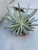 SENECIO SCAPOSUS, Halfschaduw, Ophalen, Groene kamerplant, Vetplant