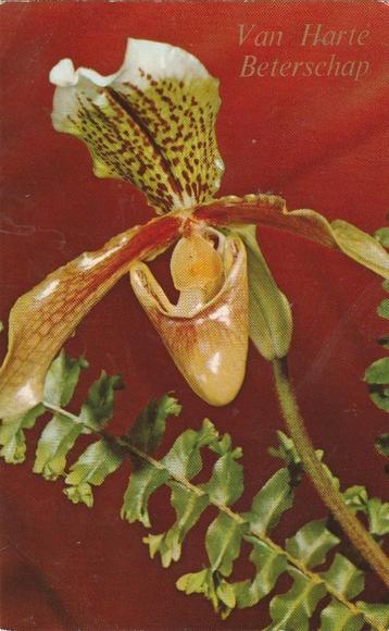 BLOEM BLOEMEN UIT 1961 ZEER MOOIE KAART KH687 beschikbaar voor biedingen