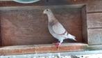 Kweekduivin Midfond/Eendagse fond, Dieren en Toebehoren, Vogels | Duiven, Meerdere dieren, Postduif