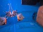 Kweekkoppel koi sluier maanvissen, Dieren en Toebehoren, Vissen | Aquariumvissen, Vis, Zoetwatervis