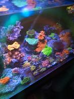 Koraal voor het zeeaquarium., Overige typen