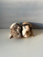 Ch teddy cavia’s, Dieren en Toebehoren, Knaagdieren, Cavia, Mannelijk, December, Tam