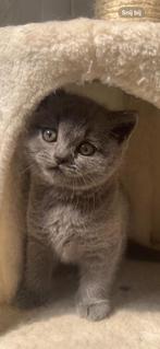 Britsekorthaar kitten meisje, Dieren en Toebehoren, Katten en Kittens | Raskatten | Korthaar, Meerdere dieren