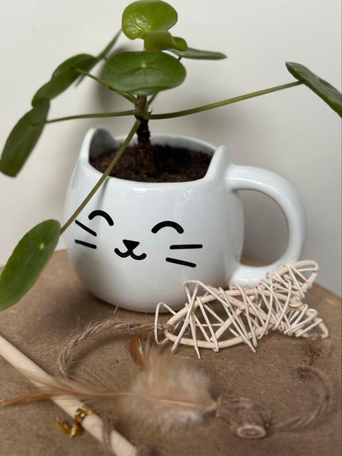 geschenkset Kattenkop cadeau kado om te geven €5,50, Huis en Inrichting, Kamerplanten, Overige soorten, Minder dan 100 cm, Ophalen