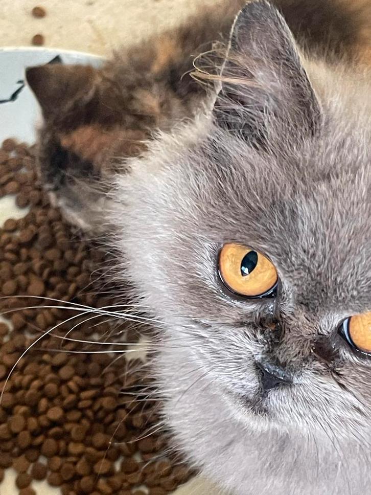 Britshe korthaar. Moeder britshe langhaar  vader s, Dieren en Toebehoren, Katten en Kittens | Raskatten | Korthaar, Kater, 0 tot 2 jaar