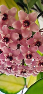 Hoya carnosa 'Krimson Princess'., Ophalen of Verzenden, In pot, Halfschaduw, Minder dan 100 cm