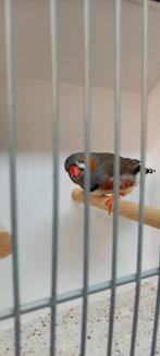 7 stuks Zebra vinken, Dieren en Toebehoren, Meerdere dieren, Tropenvogel, Geringd