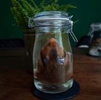 Syrische hamster op sterk water, Ophalen of Verzenden, Nieuw, Overige soorten, Opgezet dier