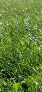 Hooi, voordroog of kuilbalen gezocht (min. 40/50 stuks), Dieren en Toebehoren, Ophalen of Verzenden, Vee