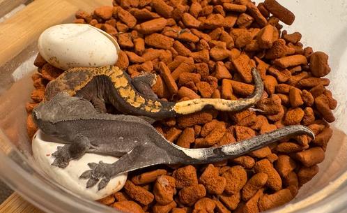 100% het Axanthic baby te koop wimpergekko crested gecko, Dieren en Toebehoren, Reptielen en Amfibieën, Hagedis, 0 tot 2 jaar