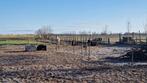 Stalhulp gezocht Bergen, Dieren en Toebehoren