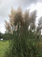 Siergras/pampas gras pluimen, Tuin en Terras, Planten | Tuinplanten, Ophalen of Verzenden, Siergrassen, Volle zon