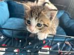 2 lieve kwart bengaalse kittens, Dieren en Toebehoren, Katten en Kittens | Overige Katten, Poes