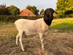 Te koop: Persian Blackhead dekram, Dieren en Toebehoren, Schapen, Geiten en Varkens, Mannelijk, Schaap, 0 tot 2 jaar