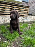 Labmaraner pups ( Labrador x Weimaraner ), Dieren en Toebehoren, Honden | Retrievers, Spaniëls en Waterhonden, CDV (hondenziekte)