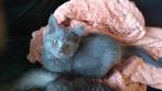Britse korthaar kittens 11 weken oud, Dieren en Toebehoren, Katten en Kittens | Raskatten | Korthaar, Meerdere dieren, Gechipt