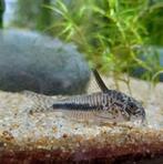Corydoras (hoplisoma) sipaliwini, Vis