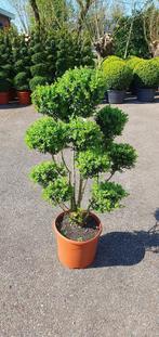 Buxus, Ophalen, Buxus, Minder dan 100 cm