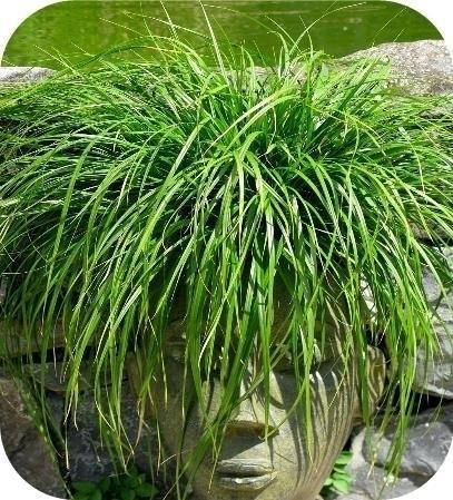 Siergras, Siergrassen, zegge, pampasgras, met korting, Tuin en Terras, Planten | Tuinplanten, Vaste plant, Ophalen of Verzenden