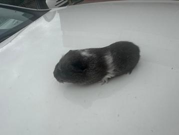 Glad haar cavia ( zeugje) beschikbaar voor biedingen
