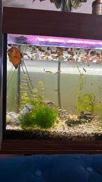 Vissen aquarium, Dieren en Toebehoren, Vissen | Aquaria en Toebehoren, Ophalen, Nieuw, Gevuld zeewateraquarium