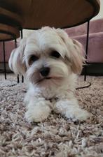 Super lieve maltipoo te koop, Poedel, België, Particulier, Rabiës (hondsdolheid)