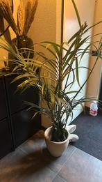 Kunstpalm  excl pot, Ophalen of Verzenden, Palm, Halfschaduw, 150 tot 200 cm