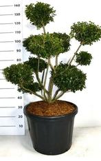 Bonsai Ilex crenata ‘green lustre’ bonsai nu 2 voor €400, Tuin en Terras, Ophalen, Zomer, Halfschaduw