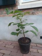 Juglans regia, Walnotenboompje, jonge boom, Ophalen, Overige soorten, Minder dan 100 cm