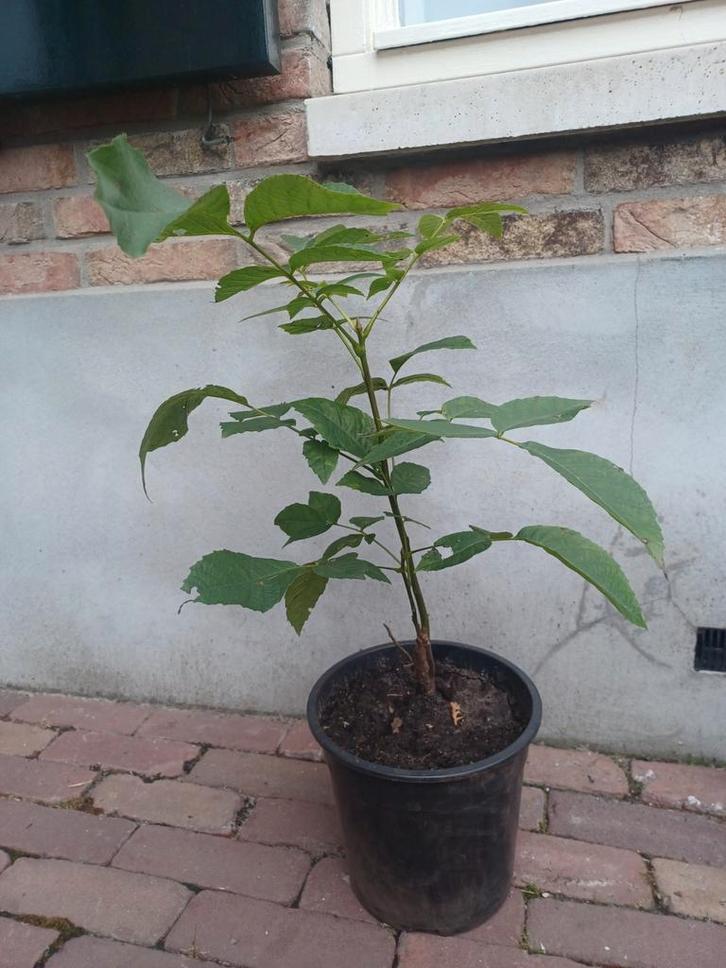 Juglans regia, Walnotenboompje, jonge boom, Tuin en Terras, Planten | Bomen, Overige soorten, Minder dan 100 cm, Ophalen