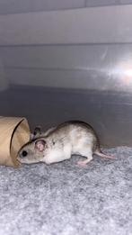 Hamster te koop, Dieren en Toebehoren, Knaagdieren, Vrouwelijk, Hamster