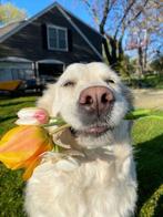 Honden uitlaten of oppassen, Dieren en Toebehoren, Ophalen