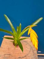 Tillandsia Dyeriana p6, Huis en Inrichting, Kamerplanten, Ophalen of Verzenden, Halfschaduw, Minder dan 100 cm