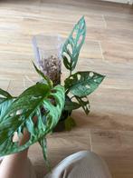 Monstera Adansonii Mint Stek, Tuin en Terras, Planten | Tuinplanten, Vaste plant, Ophalen of Verzenden, Bloeit niet, Halfschaduw