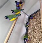 Gouldamadines, Dieren en Toebehoren, Meerdere dieren, Tropenvogel