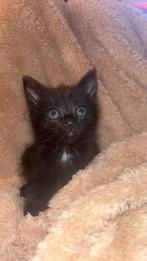 Kittens, Meerdere dieren, Ontwormd
