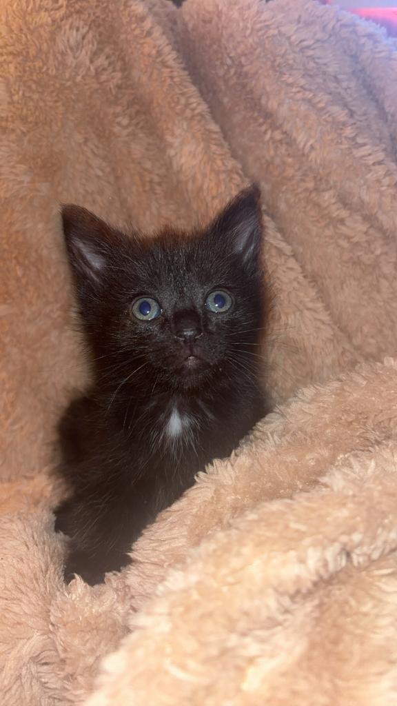 Kittens, Dieren en Toebehoren, Katten en Kittens | Raskatten | Korthaar, Meerdere dieren, Ontwormd