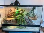Zoomed exo terra terrarium met lieve tamme baardagaam, Hagedis, Met terrarium, 3 tot 6 jaar