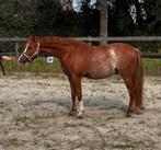 2 jarige Welsh ruin, Dieren en Toebehoren, Pony's, Gechipt, Ruin, 0 tot 2 jaar, B pony (1.17m tot 1.27m)