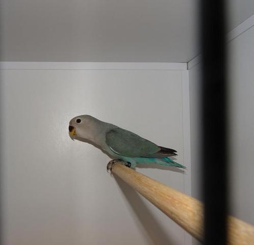 Jonge Agapornis Roseicollis Man om tam te maken., Dieren en Toebehoren, Vogels | Parkieten en Papegaaien, Dwergpapegaai of Agapornis