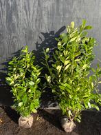 Prunus rotundifolia, Laurier, Ophalen of Verzenden
