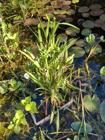 Planten helofyten filter, UNIEK MET BLOTE WORTELS beschikbaar voor biedingen