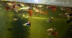 Prachtig gekleurde guppy mix kweekgroep 20 stuks, Dieren en Toebehoren, Vissen | Aquariumvissen, Vis
