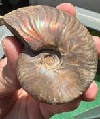 Prachtige iriscerende ammoniet – Madagaskar, Ophalen of Verzenden, Fossiel