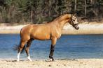 Ter dekking E pony, top afstammeling!, Dieren en Toebehoren, Paarden en Pony's | Dekhengsten en Fokmerries, Hengst