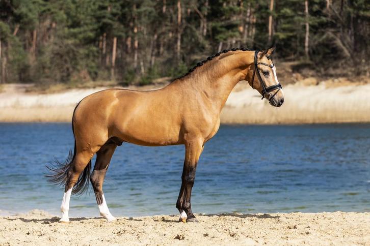 Ter dekking E pony, top afstammeling!, Dieren en Toebehoren, Paarden en Pony's | Dekhengsten en Fokmerries, Hengst